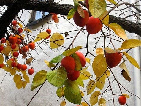Ripe Hachiya persimmons on a tree Ripe Hachiya persimmons on a tree