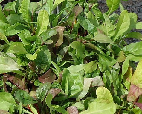 Chard is in season. Chard is in season.