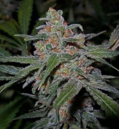 DNA Genetics Lemon Skunk