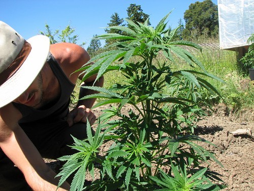 Californians with a doctors note for pot can grow up 12 immature plants, but cities have begun banning the activity.
