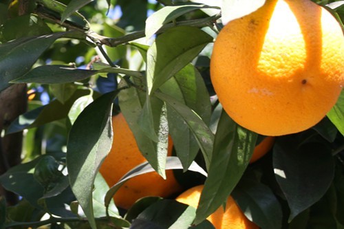WTF_0108_Orange.jpg