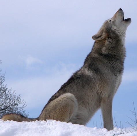 Gray wolf.