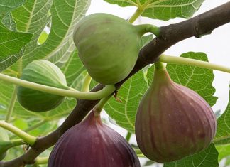 Not-So-Still Life With Figs: Legendary fruit thrives in the East Bay