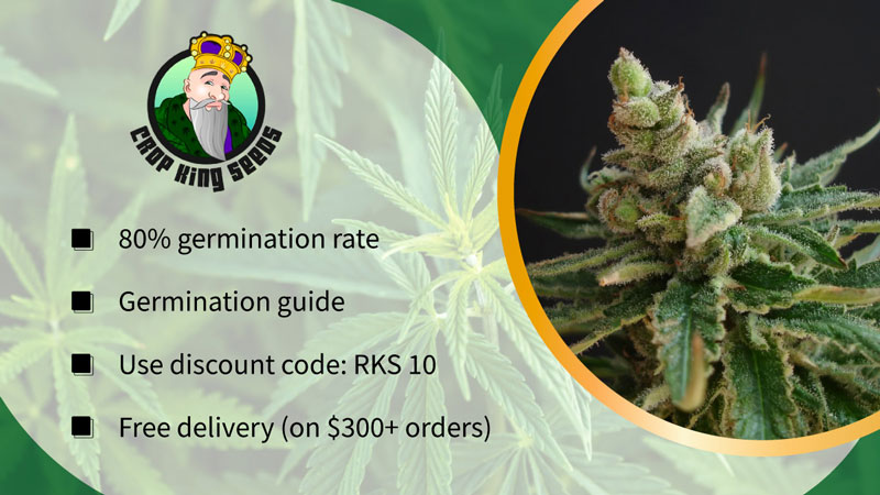 crop king seeds