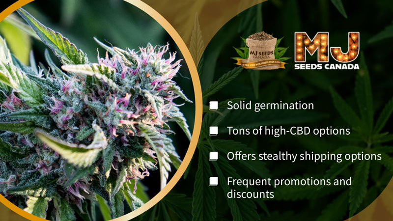 MJ Seeds