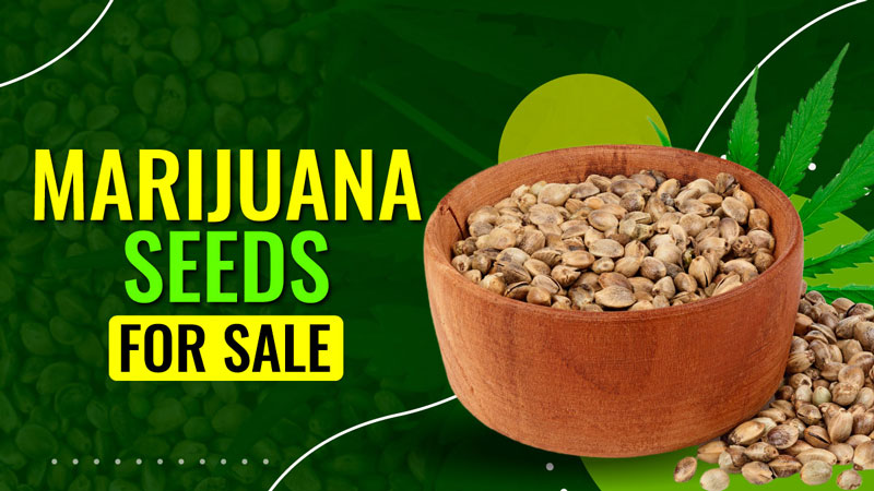 marijuana seeds for sale