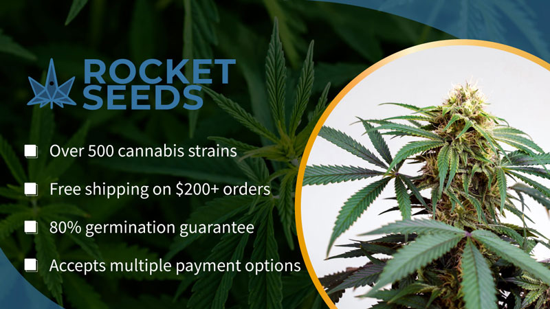 rocket seeds