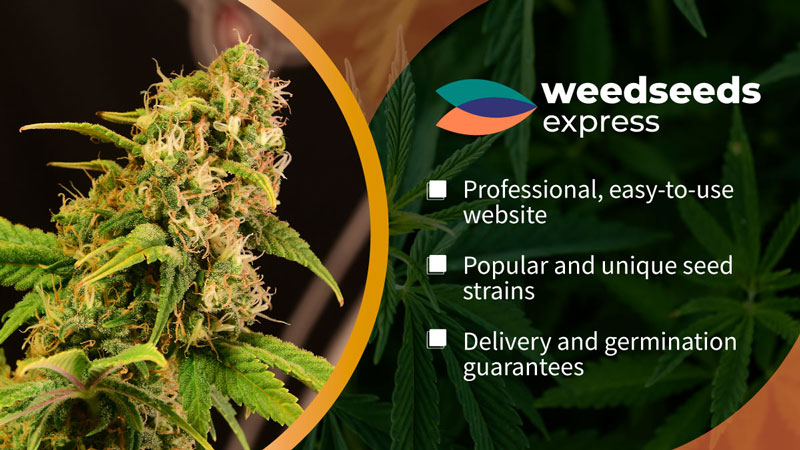 weedseeds express
