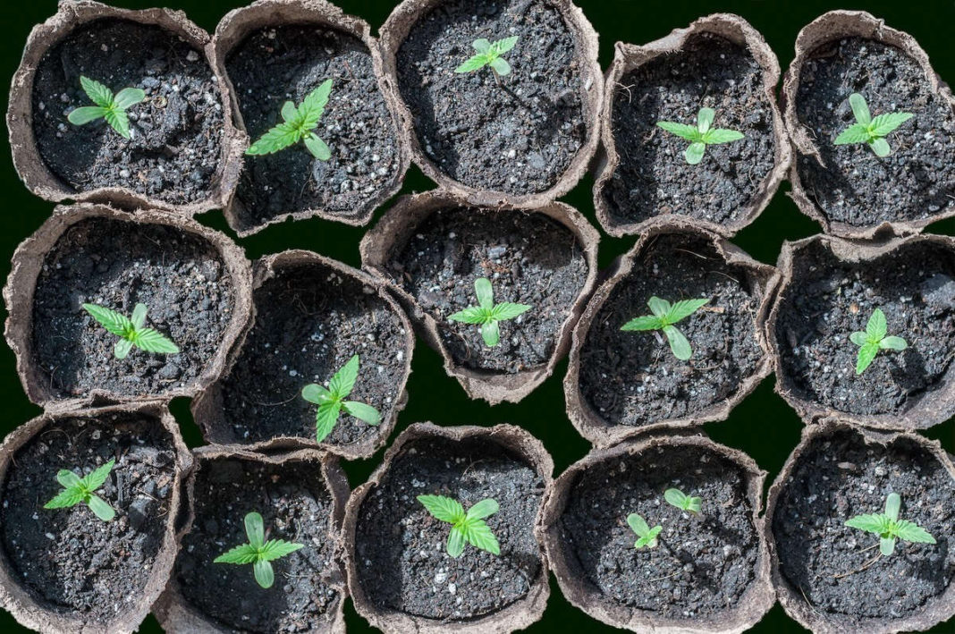 Inside or Out? Study weighs impacts of cannabis cultivation