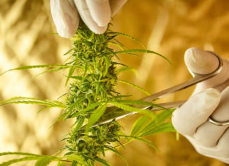 As expected, 2024 was a bad year for cannabusiness As expected, 2024 was a bad year for cannabusiness