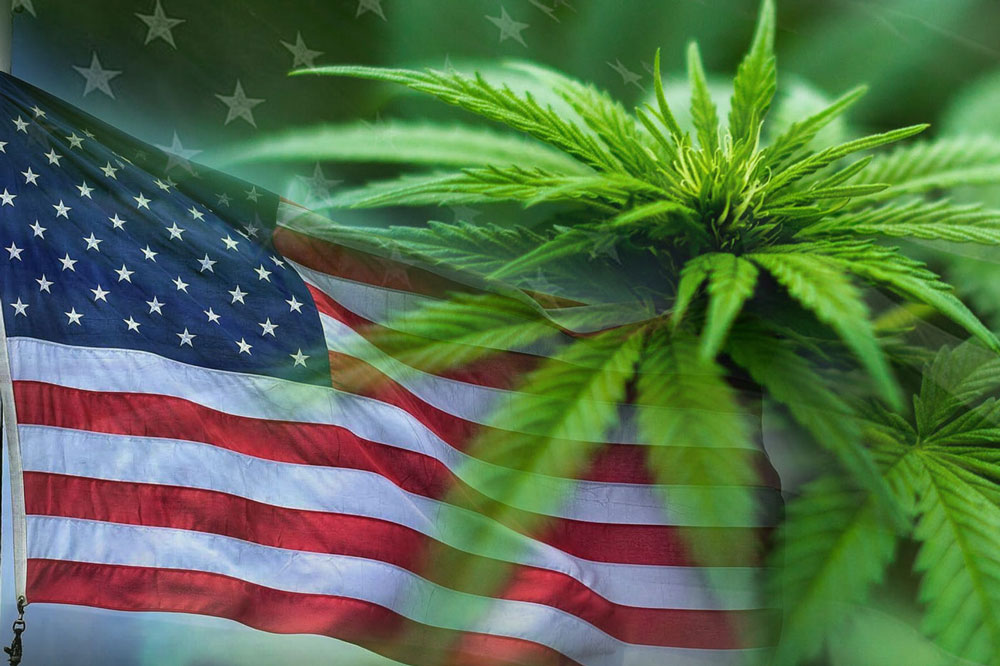European cannabis strains
