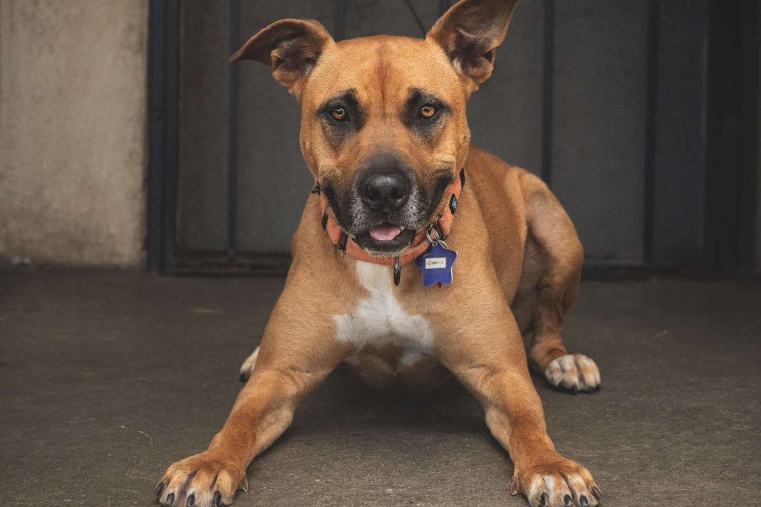 Local photographer unleashes pets’ personalities