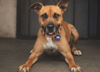 Local photographer unleashes pets’ personalities Local photographer unleashes pets’ personalities
